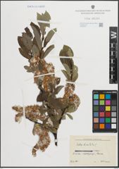 Foto von Salix hastata L.